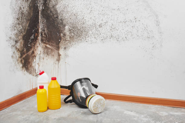 Best Basement Mold Remediation in Hden Springs, ID