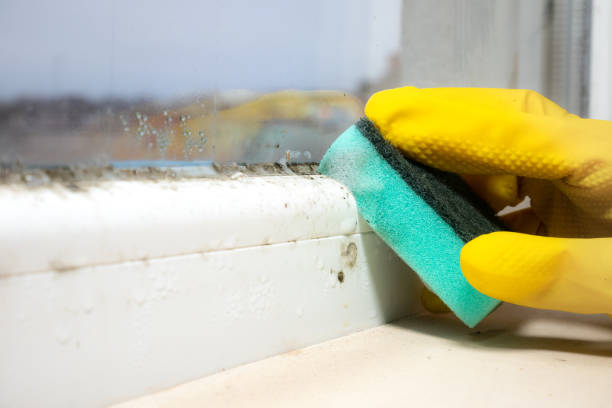 Best Emergency Mold Remediation in Hden Springs, ID